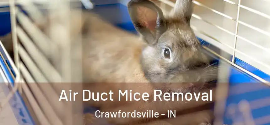 Air Duct Mice Removal Crawfordsville - IN